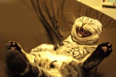 🤓Об «исследованиях» агентств, которые делаются ради пиару. Реальный диалог с Редакцией