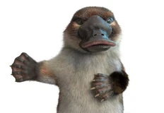 🤓Банк Точка регистрирует образ маскота, похожий на твою бывшую после третьей пластики. Кажется, это утконос