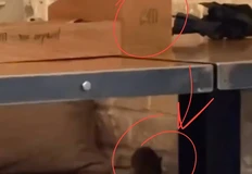 🤓Персонал мужественно убивает крысу в подвальном помещении ресторана3